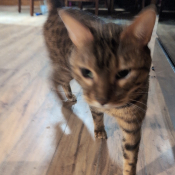 Meet your Posher, Francesco - Picture 2 of 3